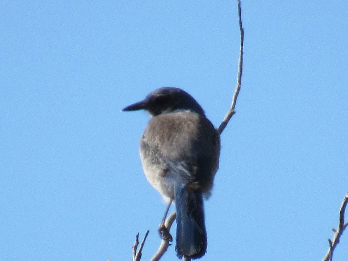 Woodhouse's Scrub-Jay - ML60000101