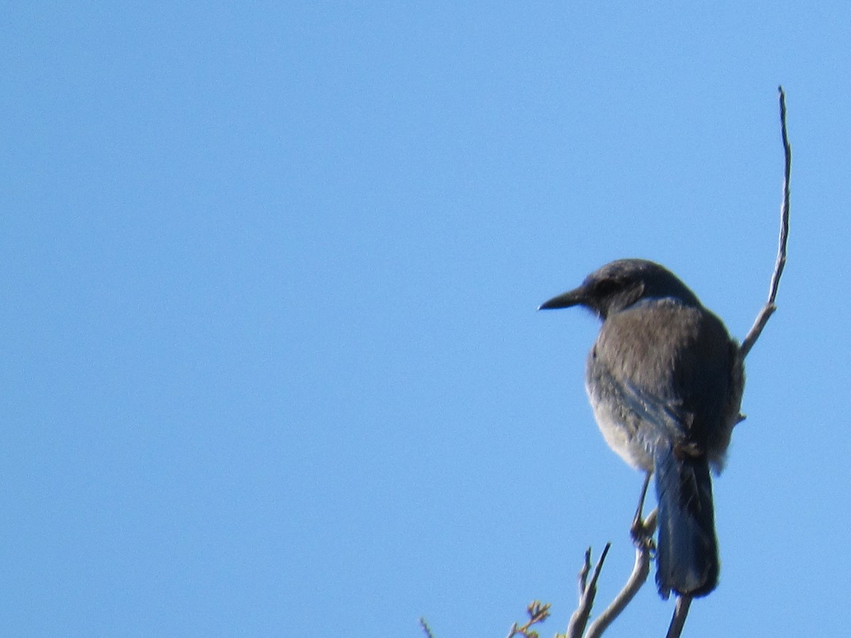 Woodhouse's Scrub-Jay - ML60000121