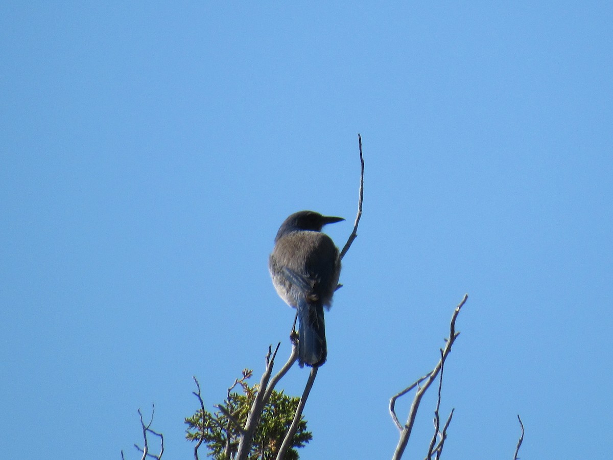 Woodhouse's Scrub-Jay - ML60000131