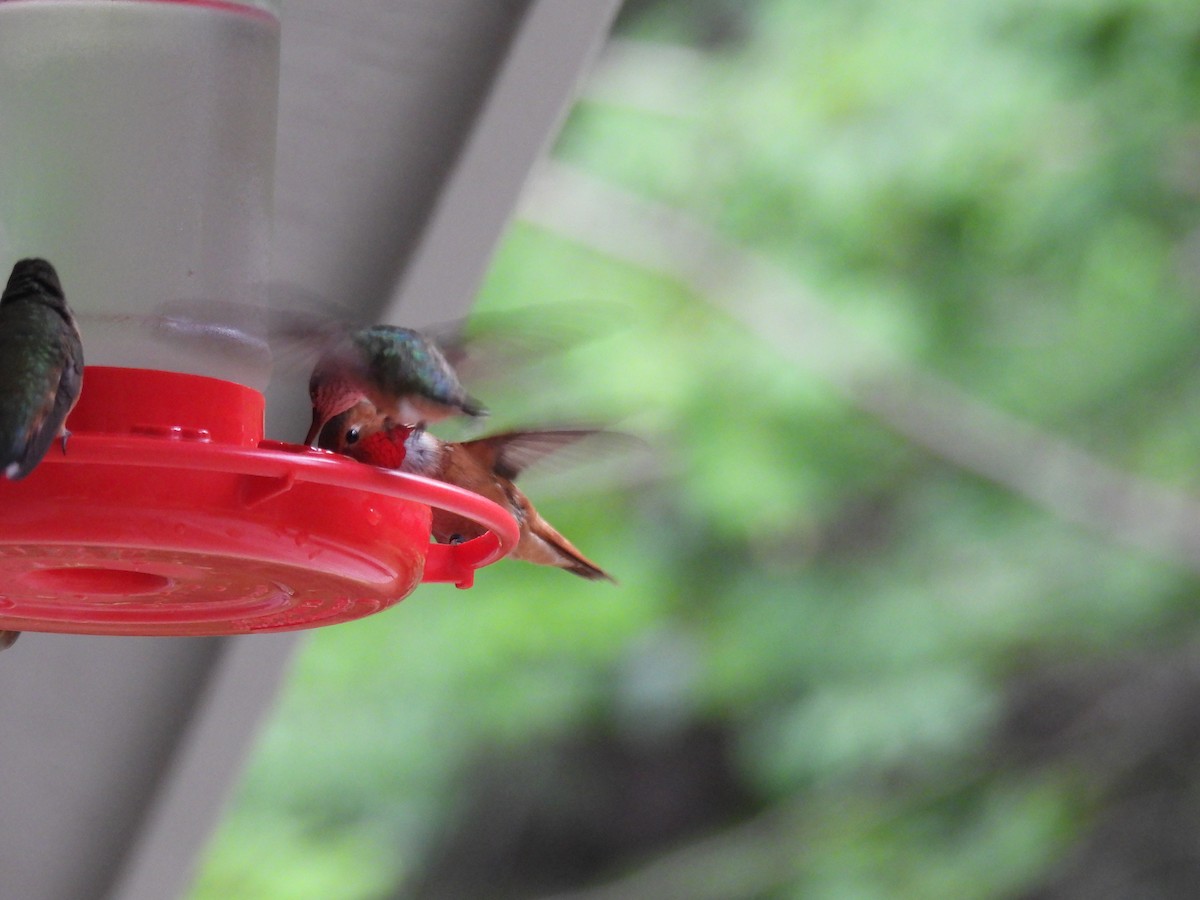 Rufous Hummingbird - ML600001331