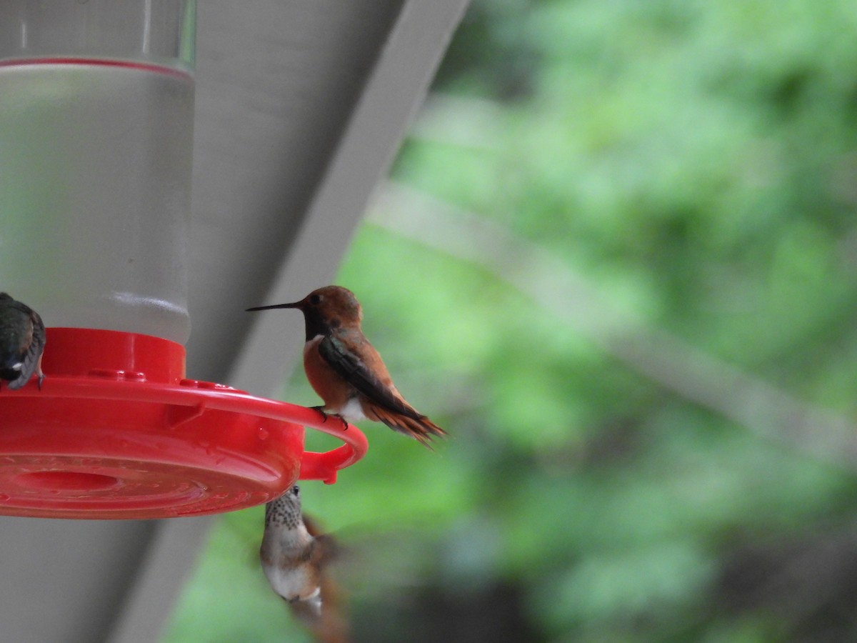 Rufous Hummingbird - ML600001371