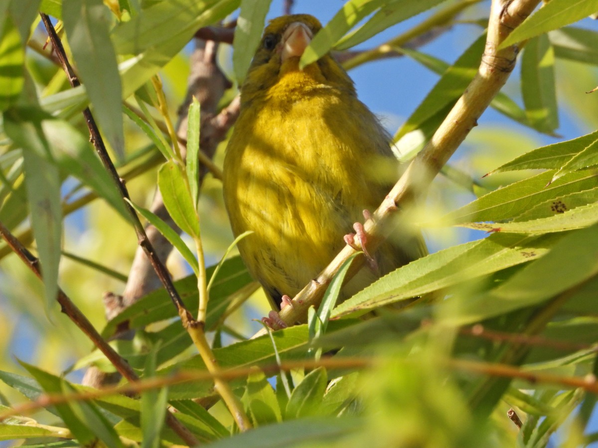 European Greenfinch - ML600001721