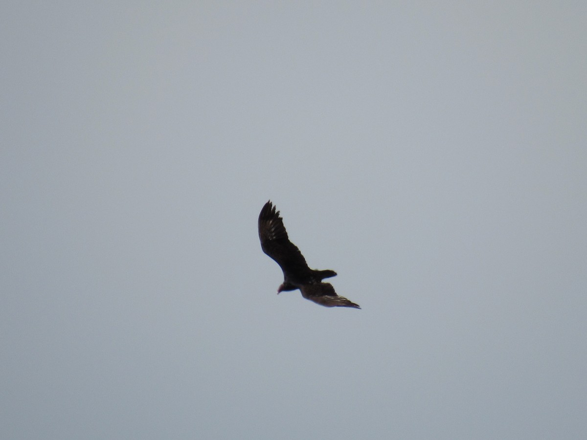 Turkey Vulture - ML60000201