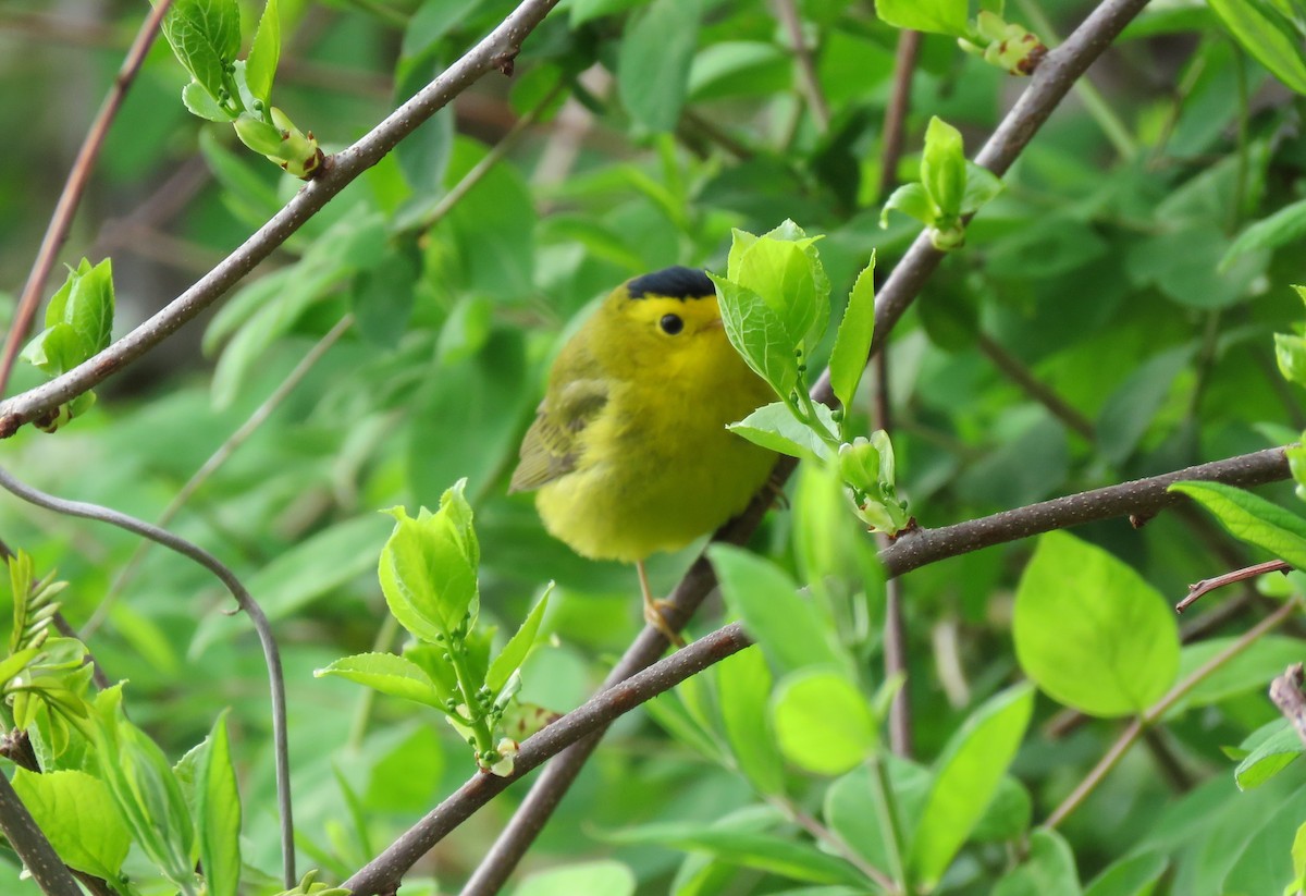 Wilson's Warbler - ML600002191