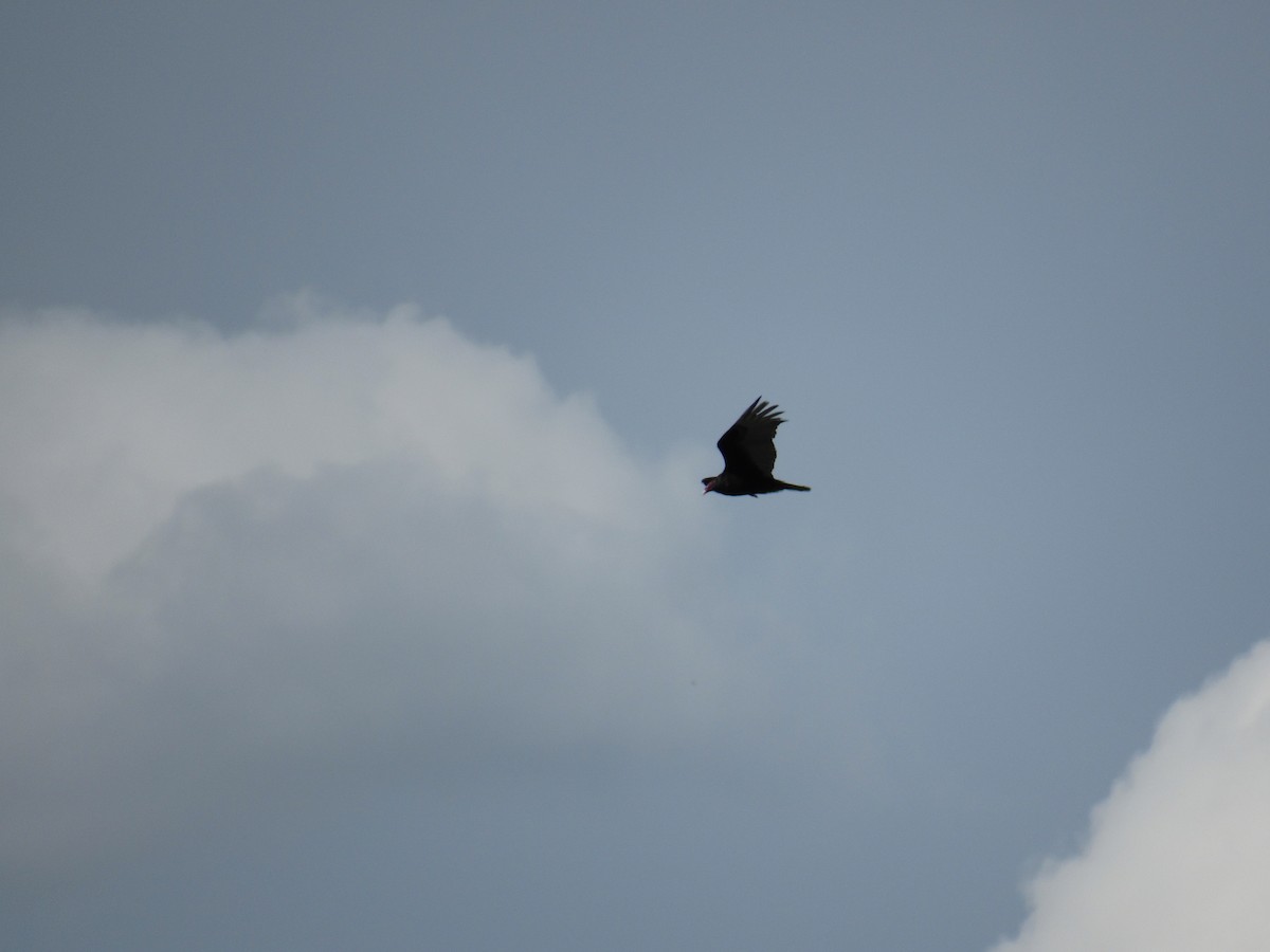 Turkey Vulture - ML60000241