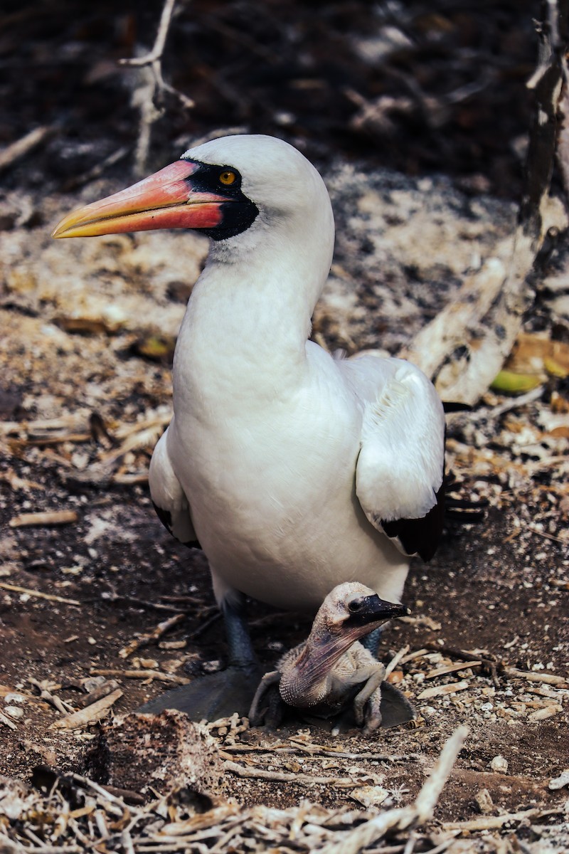 Nazca Booby - ML600002621