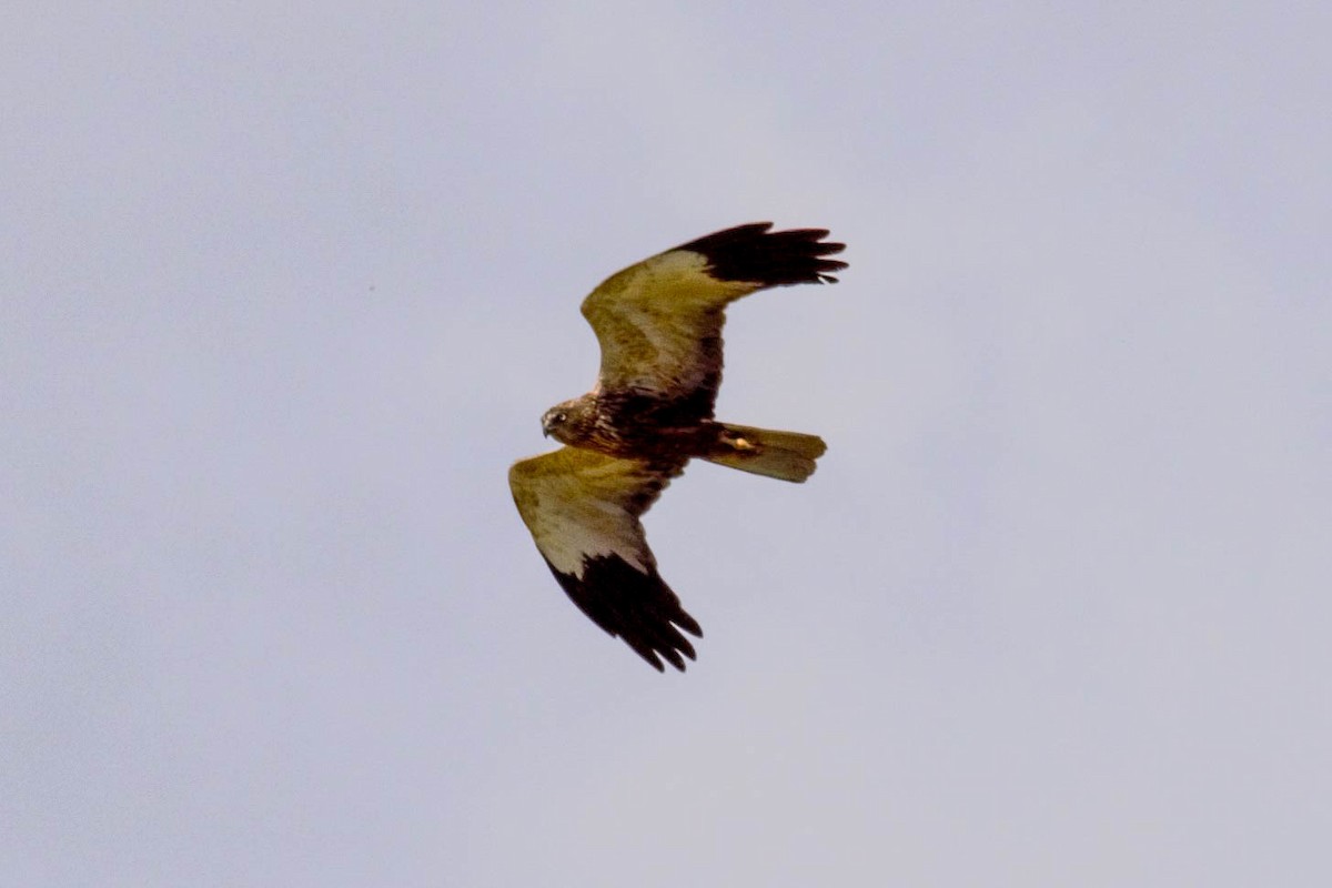 Western Marsh Harrier - ML600004111