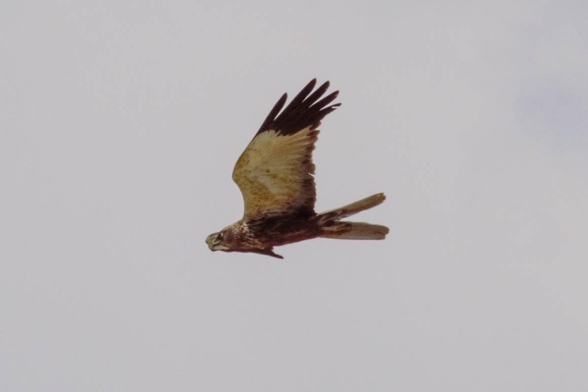 Western Marsh Harrier - ML600004121