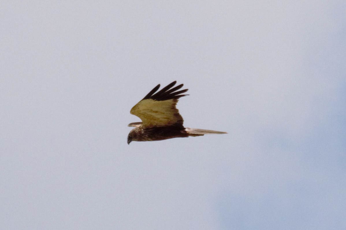 Western Marsh Harrier - ML600004131