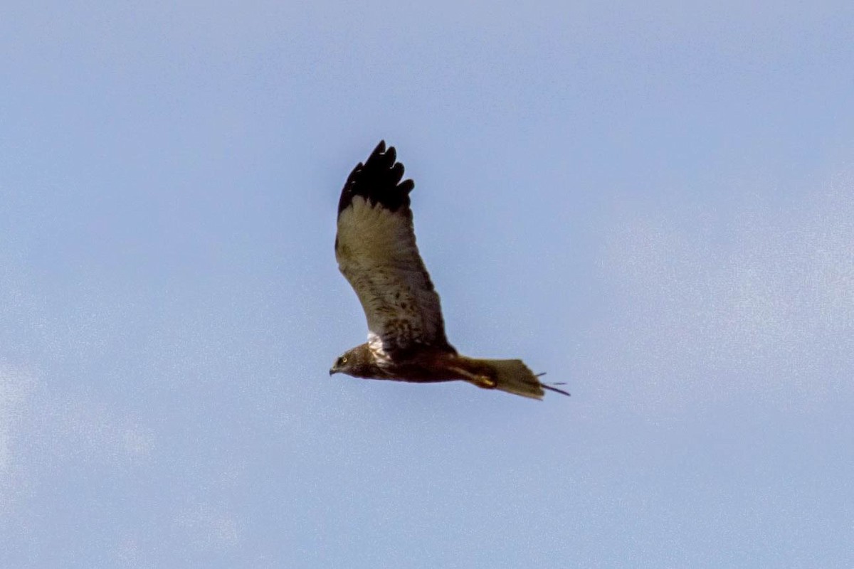 Western Marsh Harrier - ML600004141