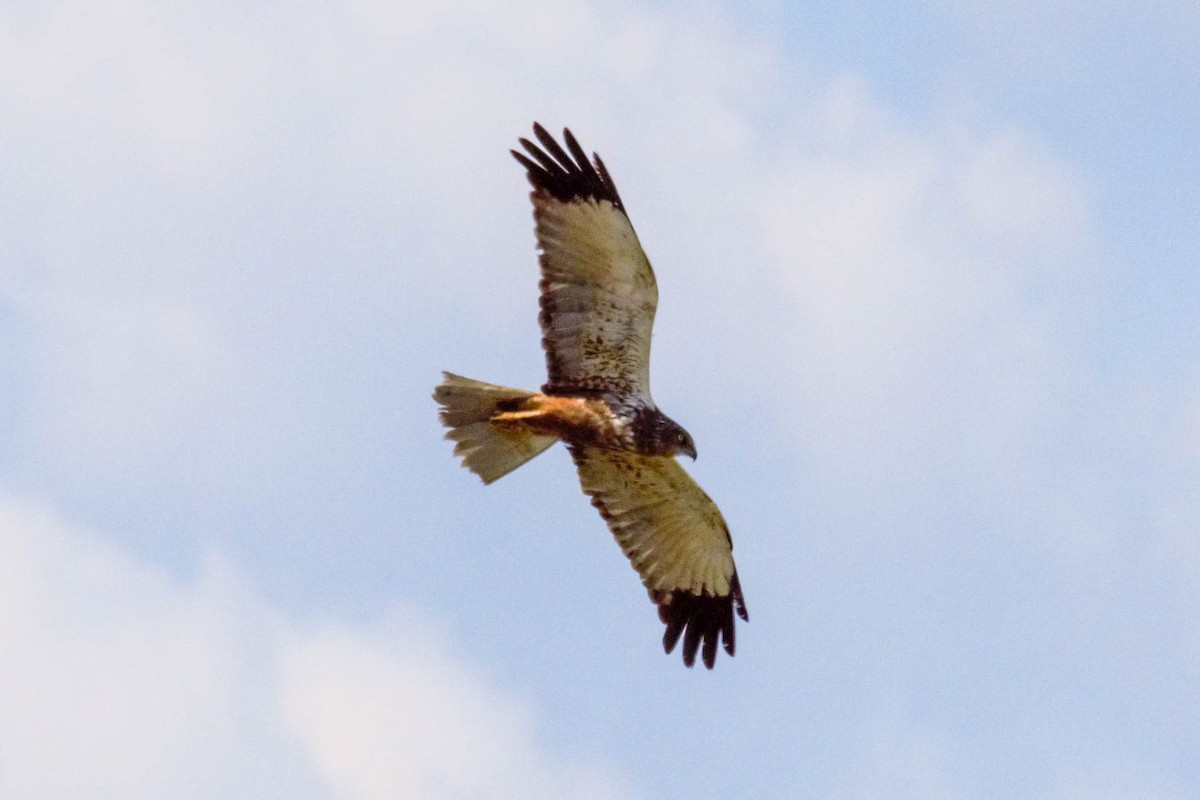 Western Marsh Harrier - ML600004151