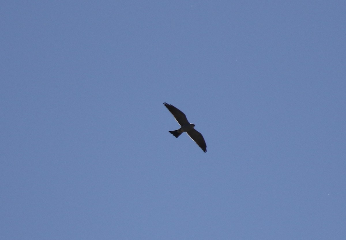 Mississippi Kite - ML60000431