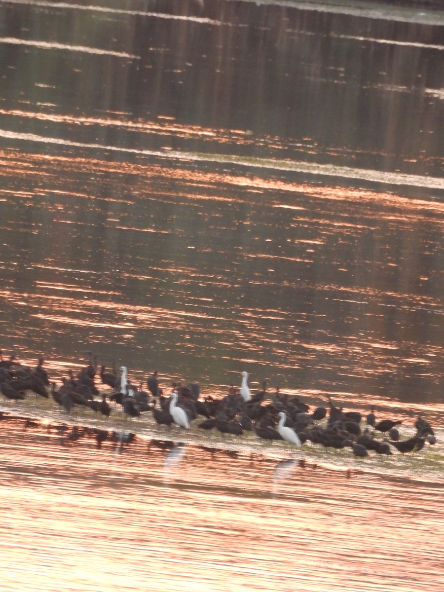 Glossy Ibis - ML600004921