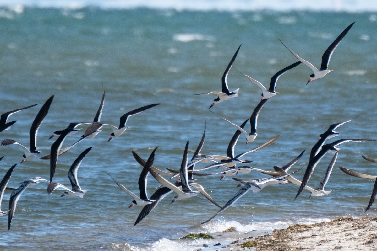 Black Skimmer - ML600005281