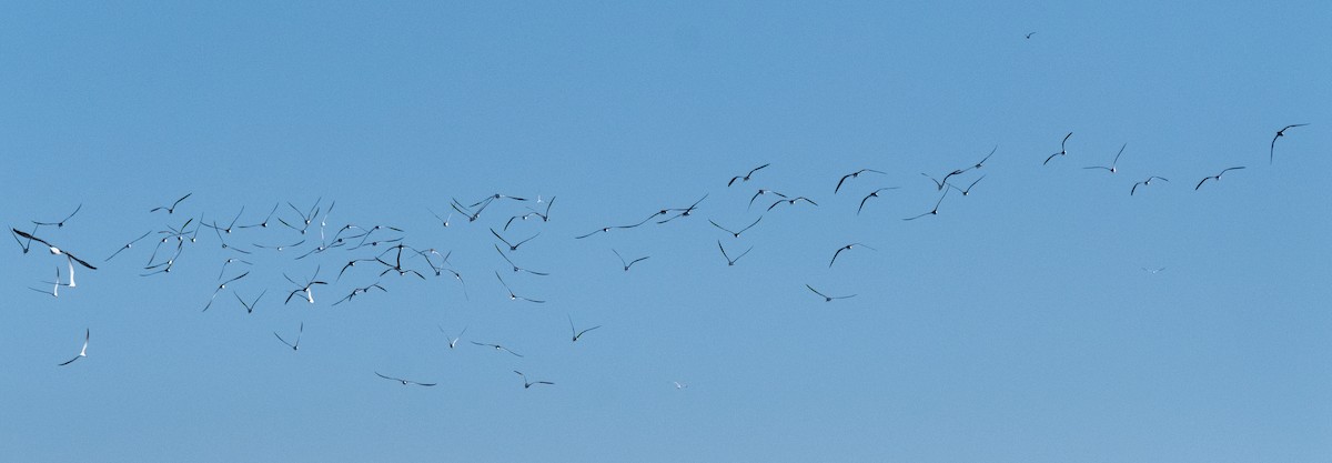 Black Skimmer - ML600005291