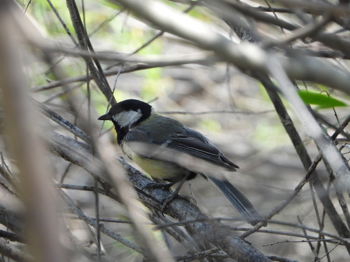 Great Tit - ML600006571