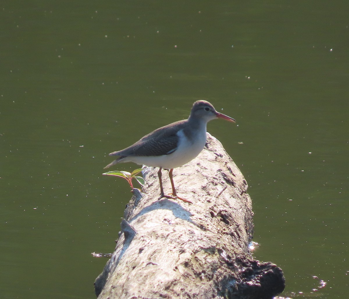 Spotted Sandpiper - Jennifer Kalb