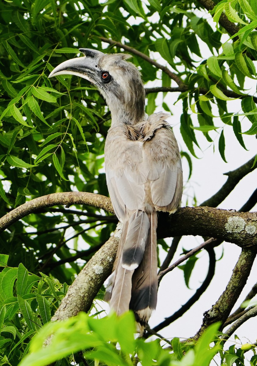 Indian Gray Hornbill - ML600007261