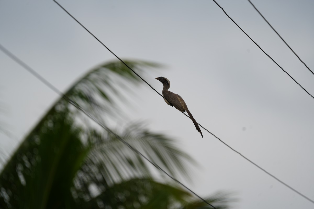 Indian Gray Hornbill - ML600007271