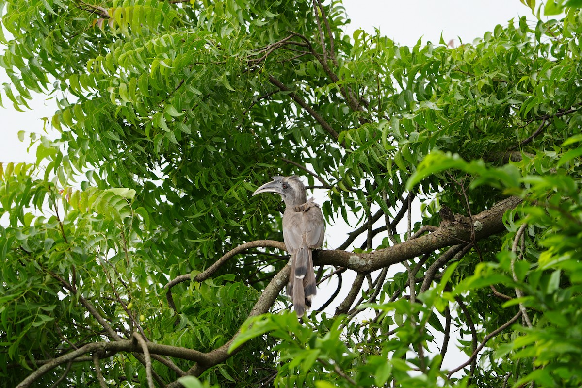 Indian Gray Hornbill - ML600007291