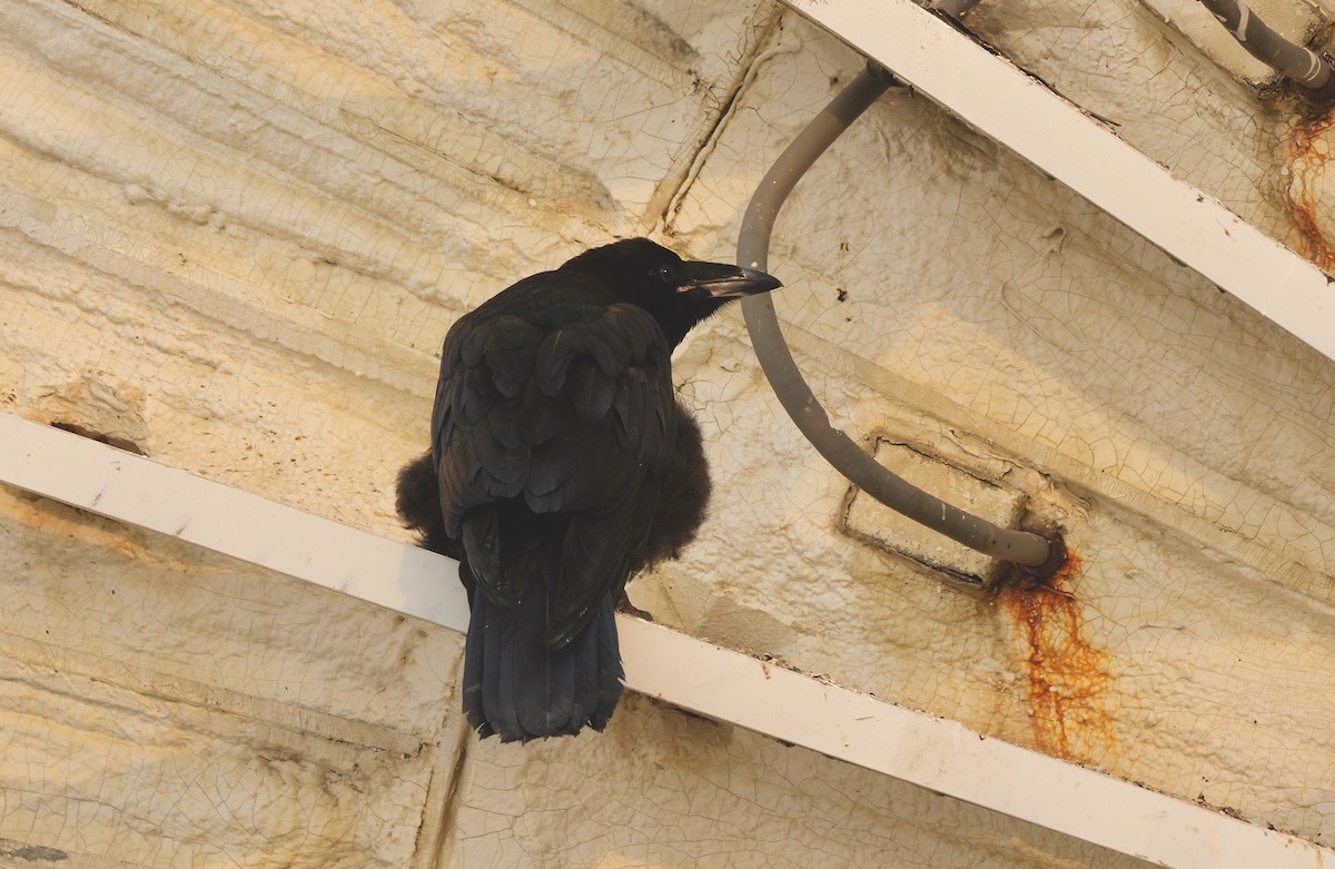 Common Raven - Greg Baker