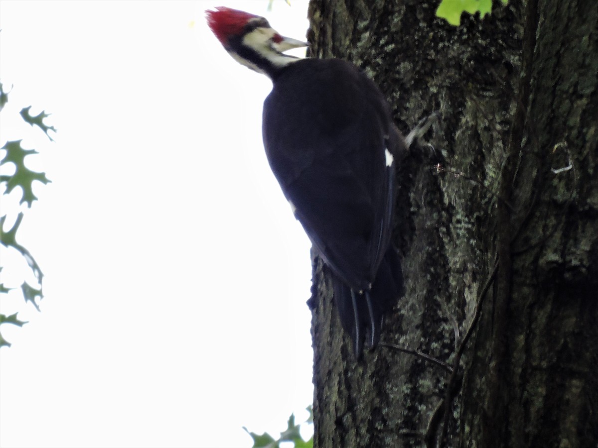 Pileated Woodpecker - Eric Michael