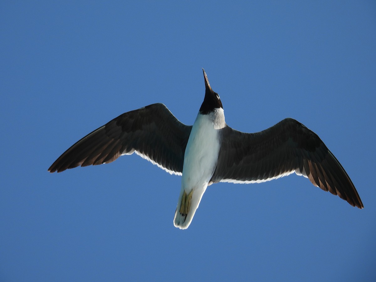 White-eyed Gull - ML600008221