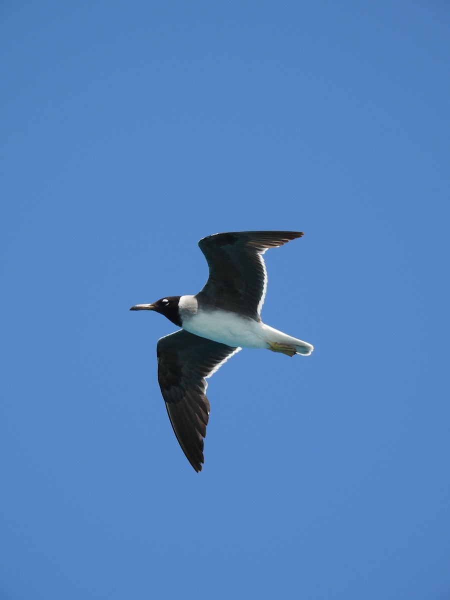 White-eyed Gull - ML600008301