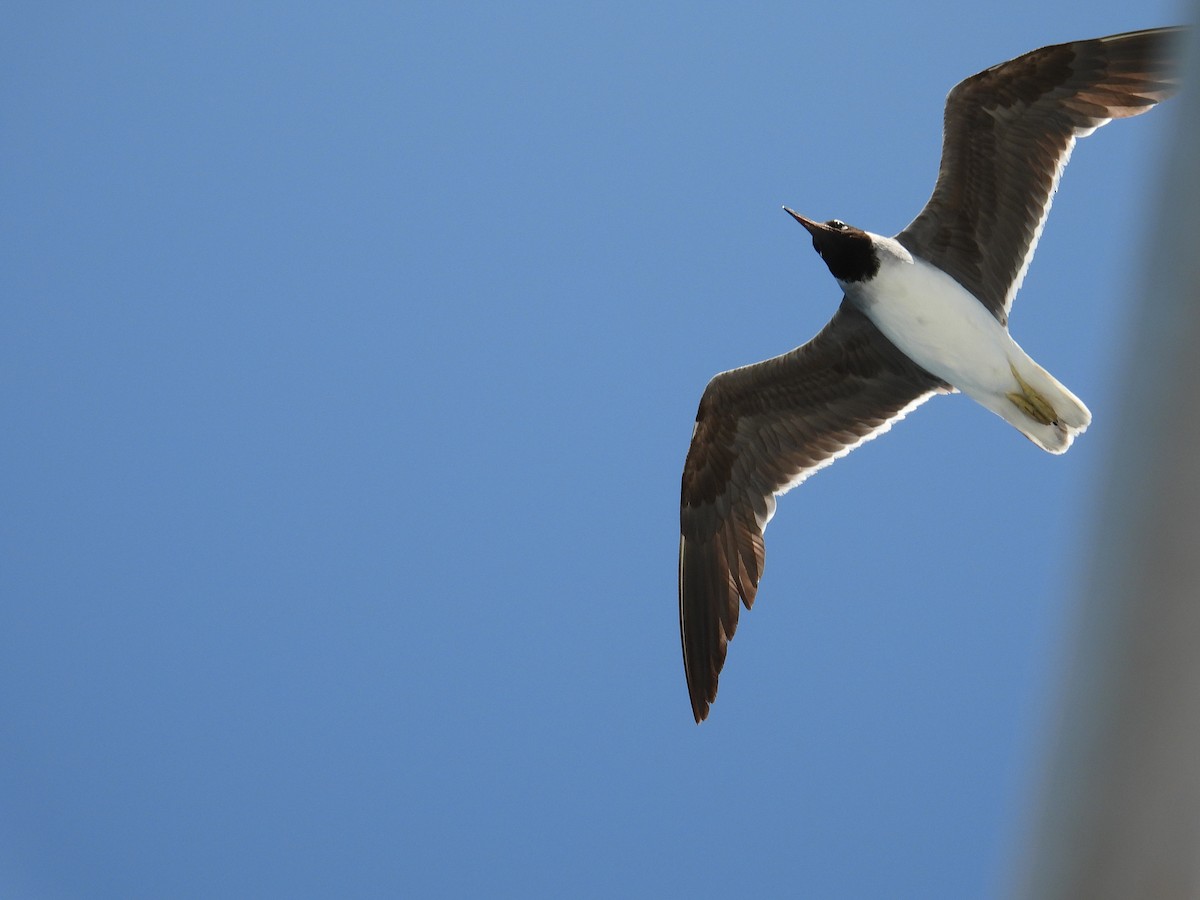White-eyed Gull - ML600008341