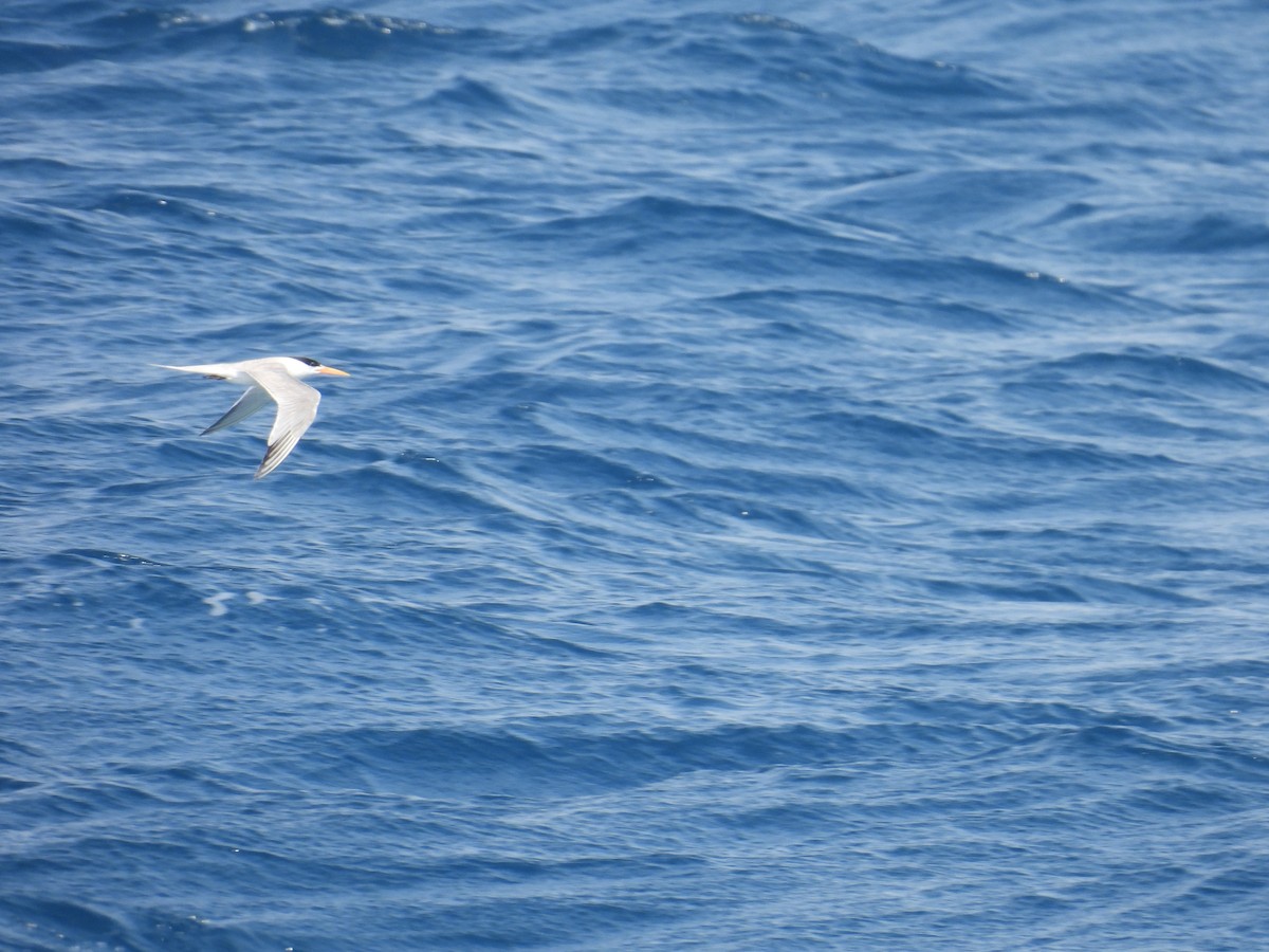 Lesser Crested Tern - ML600008541