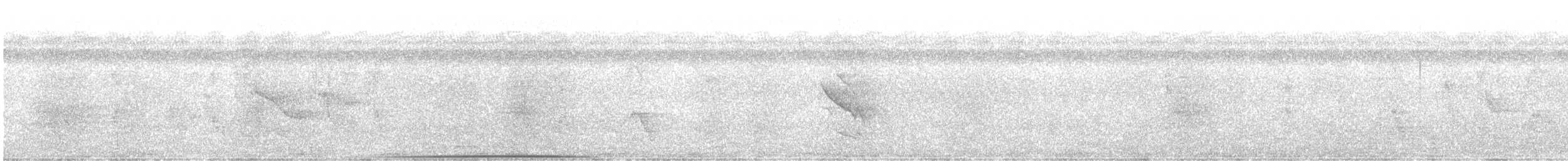Carpophage pacifique - ML600009991