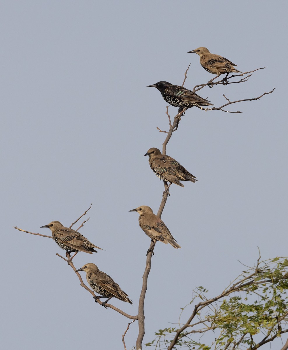 European Starling - ML600011141