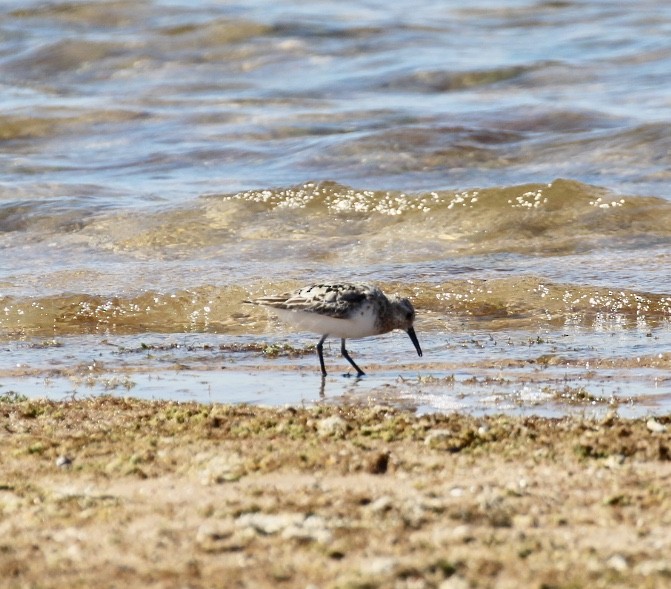 Sanderling - ML600011181