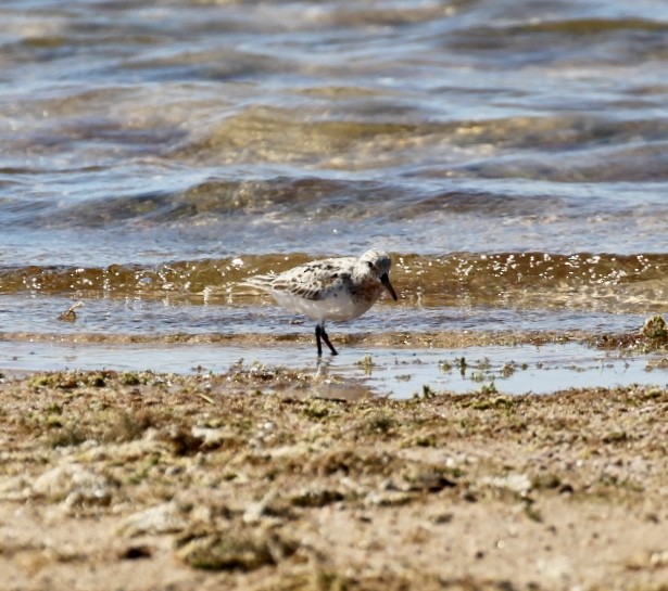 Sanderling - ML600011201