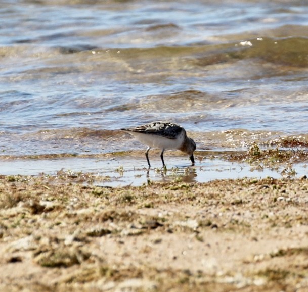 Sanderling - ML600011211