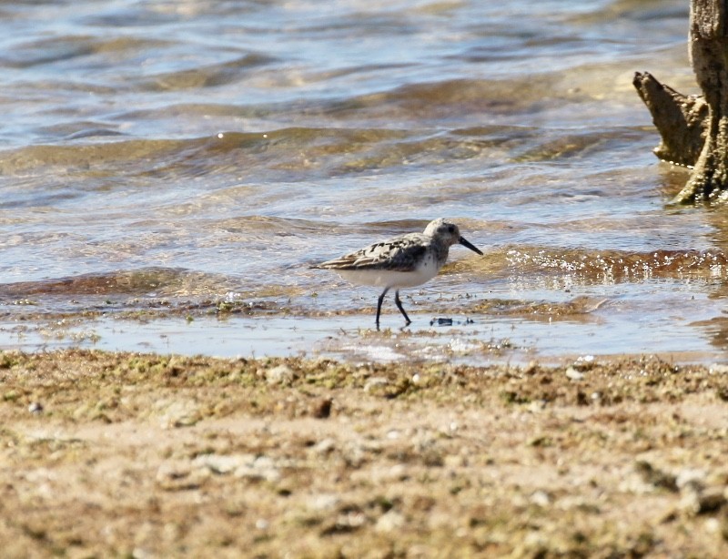 Sanderling - Terry Banks