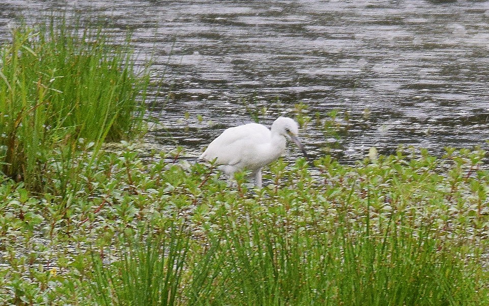 Little Blue Heron - ML600011231