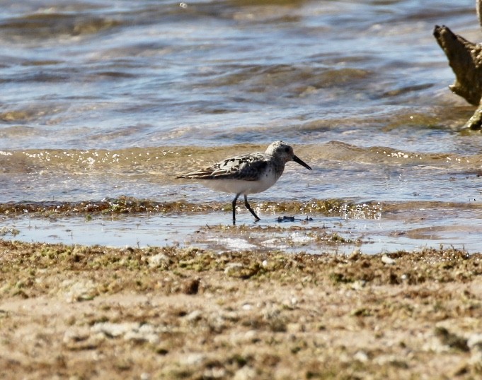 Sanderling - ML600011241