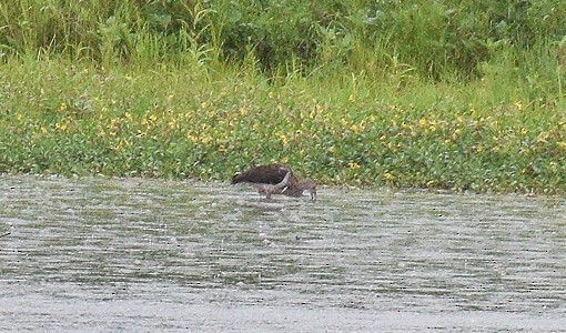 White Ibis - ML600011271