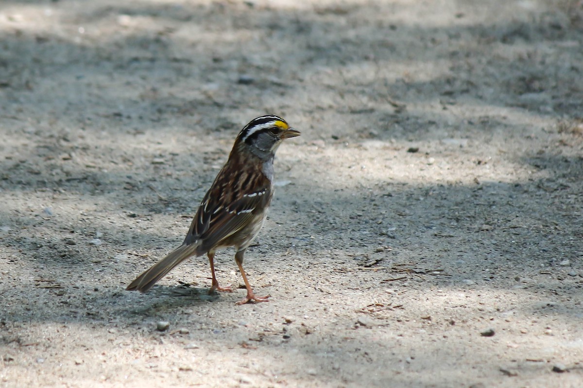 White-throated Sparrow - ML600012111