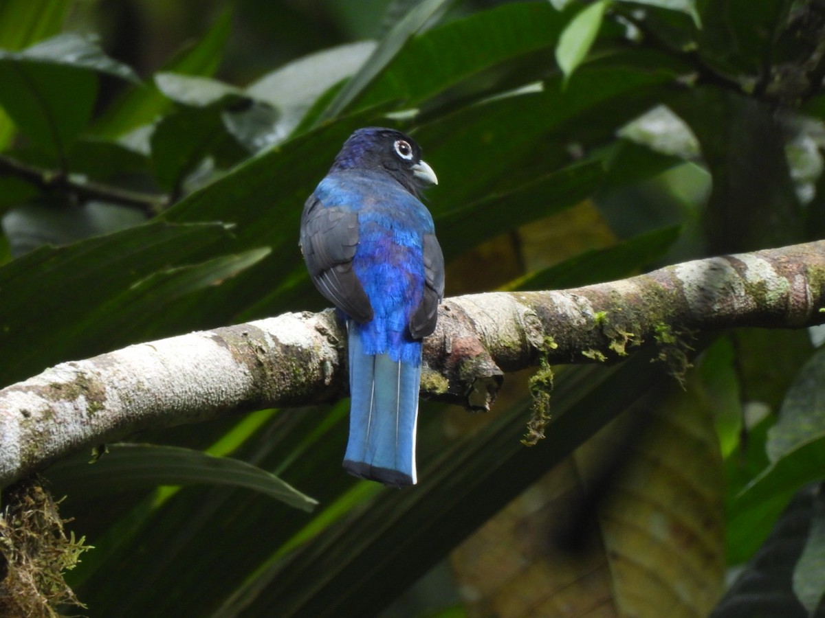 White-tailed Trogon - ML600012211