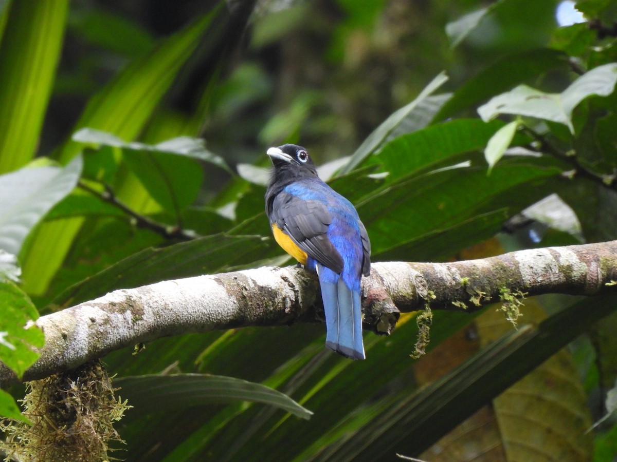 White-tailed Trogon - ML600012231