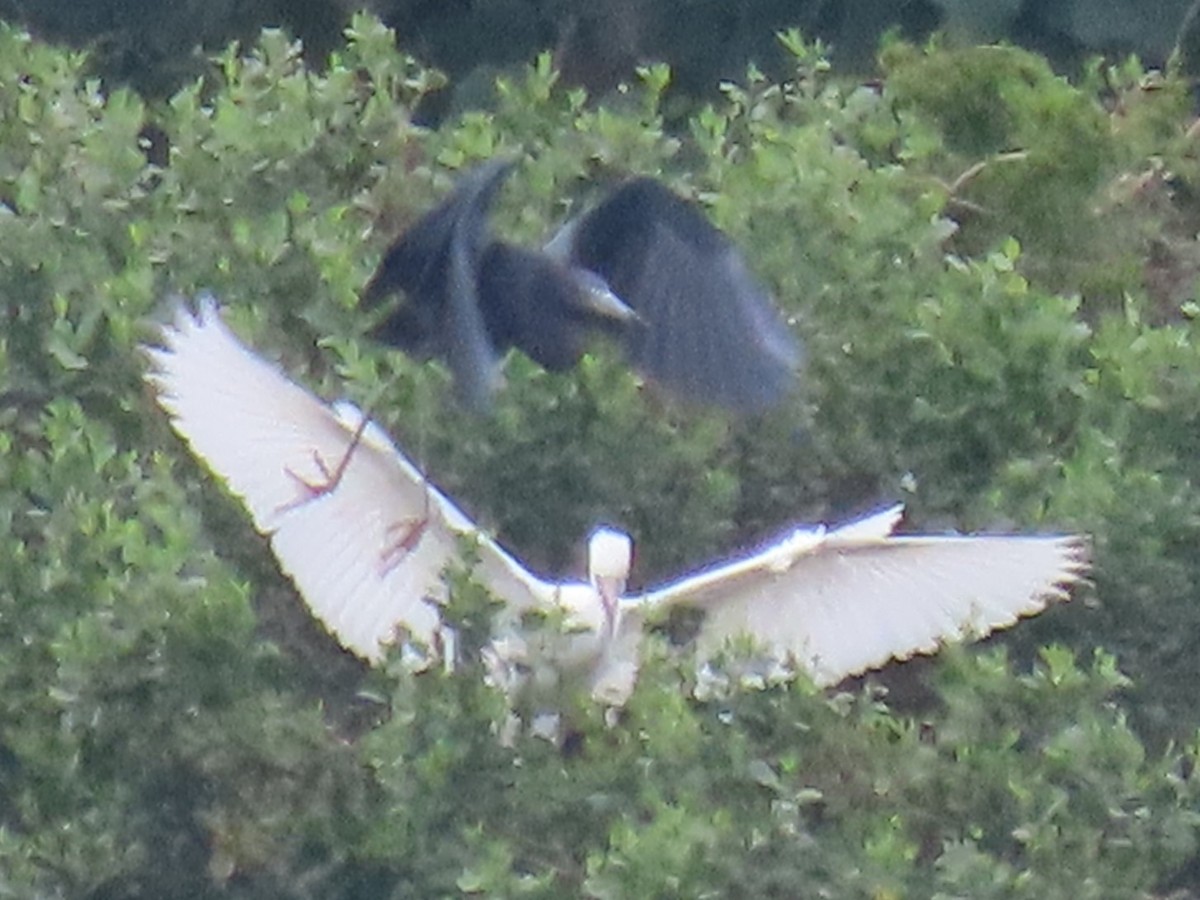 Little Blue Heron - Port of Baltimore