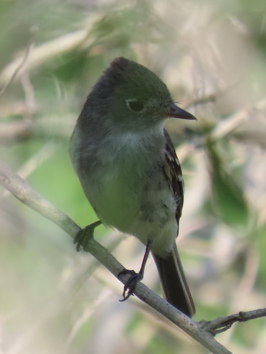 Least Flycatcher - Port of Baltimore