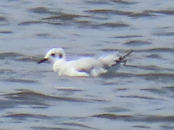 Bonaparte's Gull - ML600013881