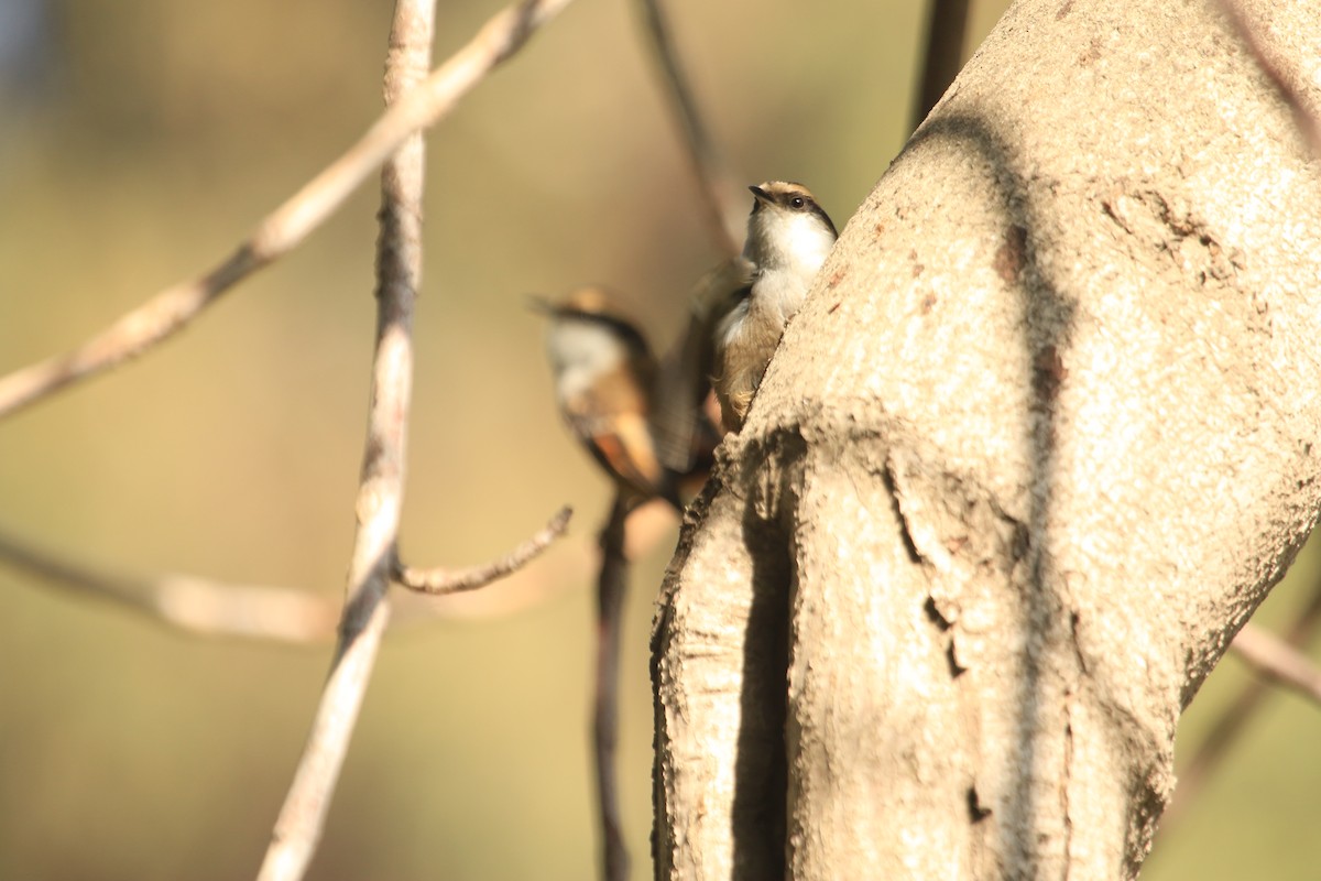 Thorn-tailed Rayadito - ML600014181