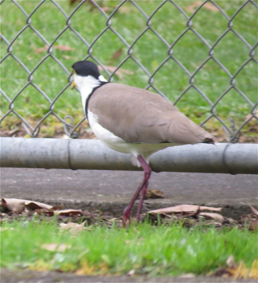 Masked Lapwing - ML60001431