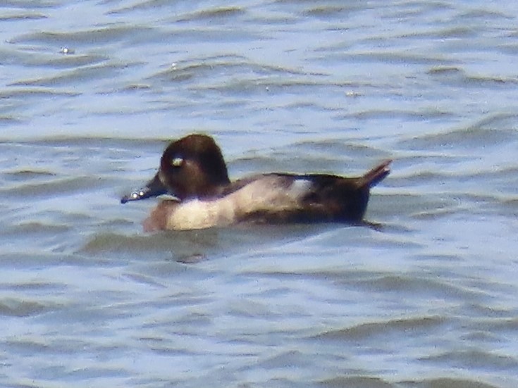 Ring-necked Duck - Port of Baltimore