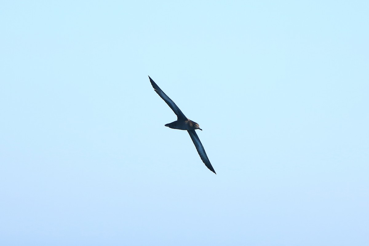 Sooty Shearwater - ML60001501