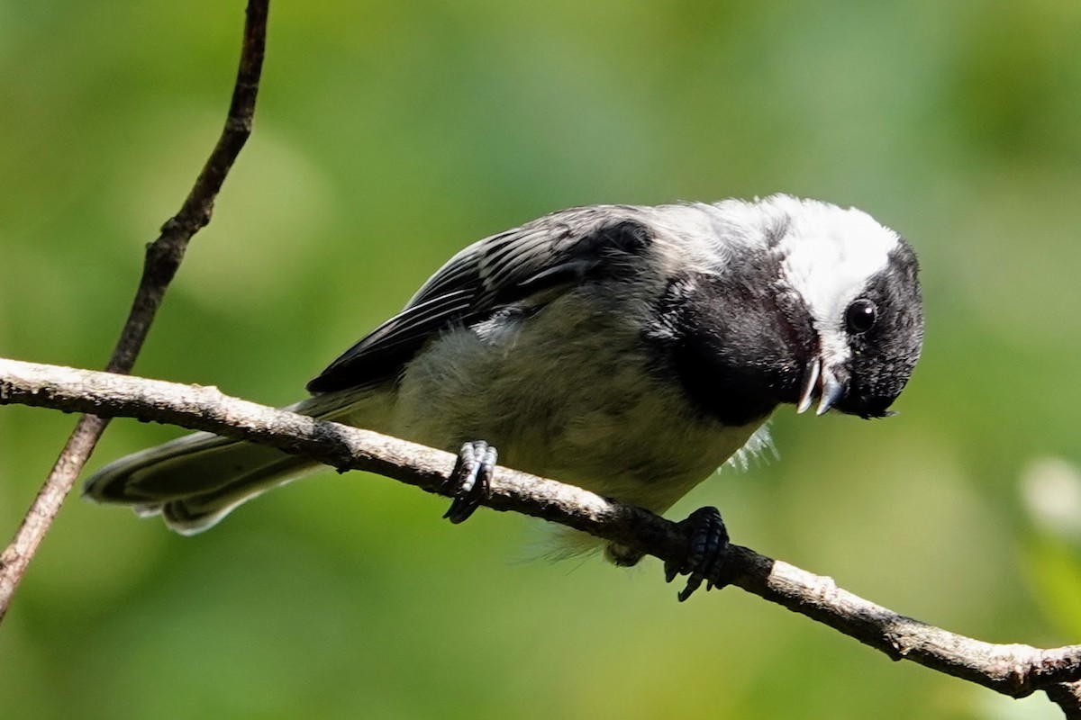 Black-capped Chickadee - ML600016941